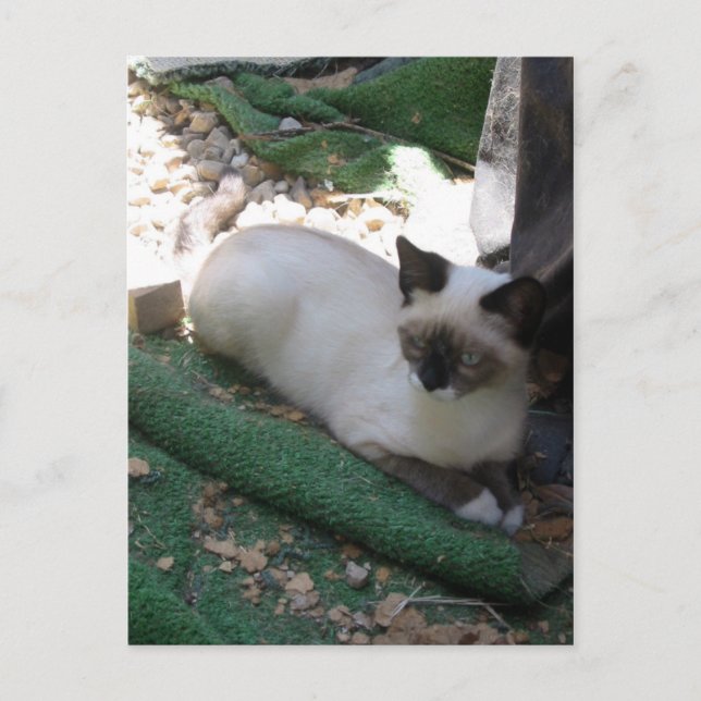 Cartão Postal Shiva, o Snowshoe (Frente)