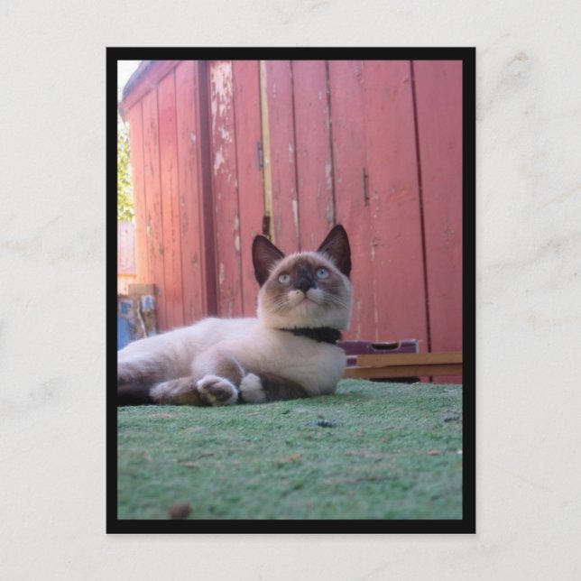 Cartão Postal Shiva, o Snowshoe (Frente)