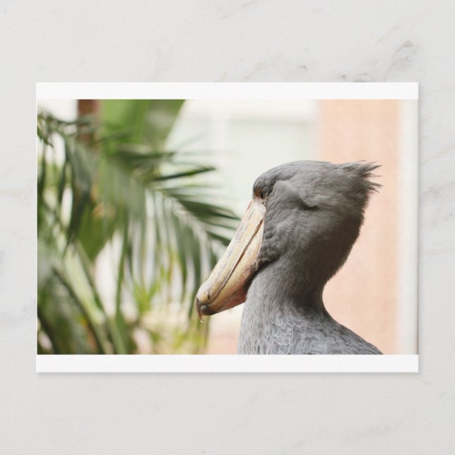 Cartão Postal Shoebill Stork (Frente)