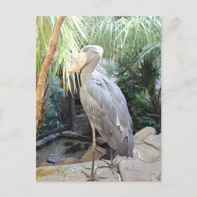 Cartão Postal Shoebill Stork (Frente)