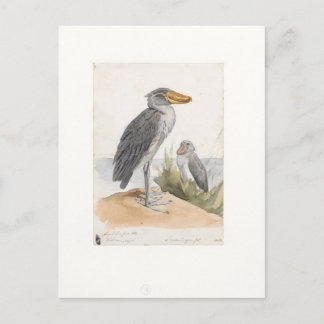 Cartão Postal Shoebill Stork 1887 Impressão Zoologica Amsterdam