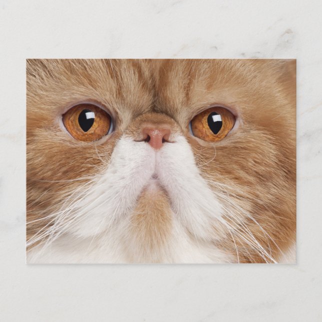 Cartão Postal Shorthair exótica (2,5 anos) (Frente)