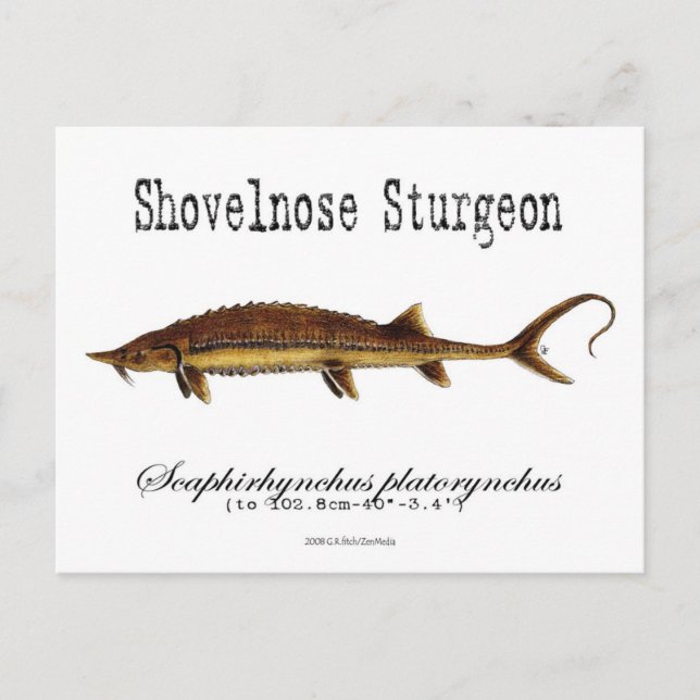 Cartão Postal Shovelnose Sturgeon-White - Cartão-Postal (Frente)