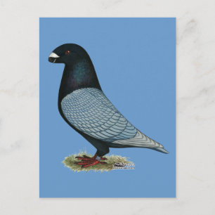 Cartão Postal Show Racer Andalusian