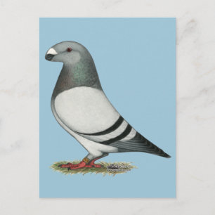 Cartão Postal Show Racer Blue Bar Pigeon