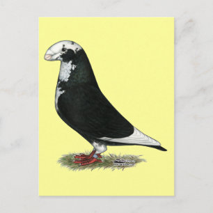 Cartão Postal Show Racer Pied