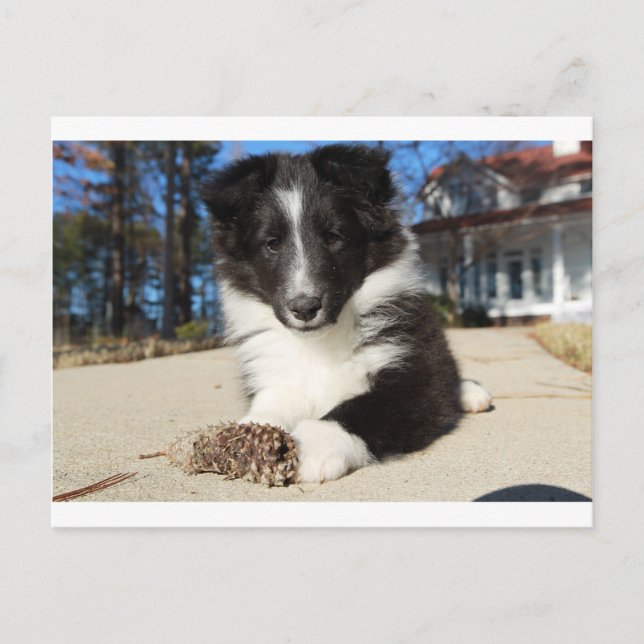 Cartão Postal shp shp filhote preto e branco (Frente)
