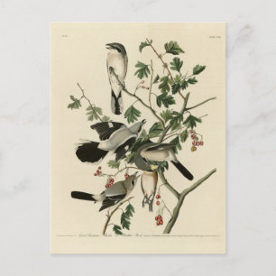 Cartão Postal Shrike Cinereous excelente - Aves de Audubon da Am