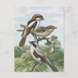Cartão Postal Shrikes Vintage Bird Illustration