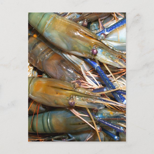Cartão Postal shrimp (Frente)