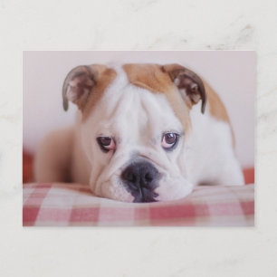 Cartão Postal Shy English Bulldog Puppy