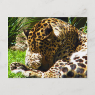 Cartão Postal Shy Leopard