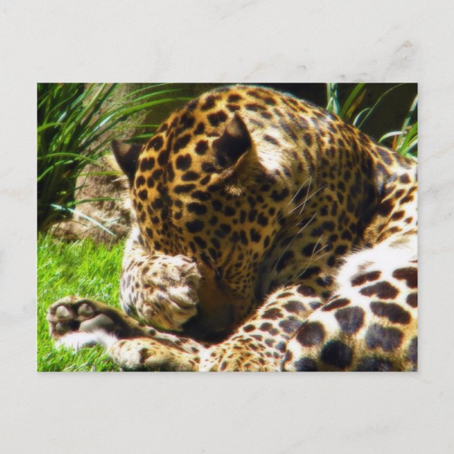 Cartão Postal Shy Leopard (Frente)
