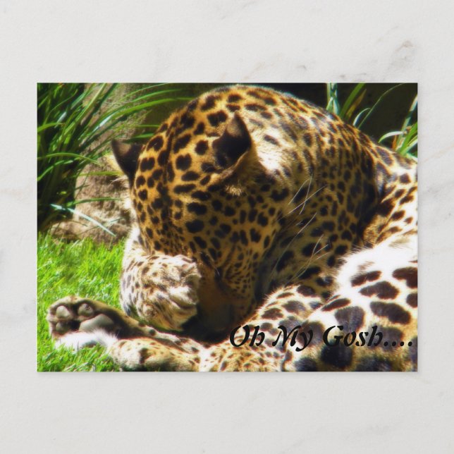 Cartão Postal Shy Leopard Esquece-Me Não (Frente)