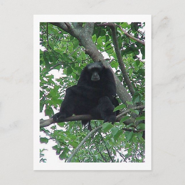 Cartão Postal Siam Gibbon (Frente)