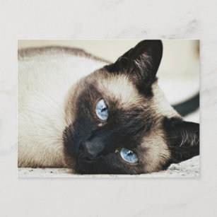 Cartão Postal Siamese Cat