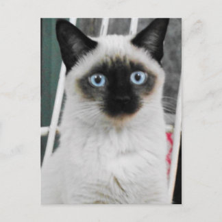 Cartão Postal Siamese Cat