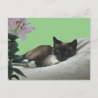 Siamese Cat Close DY Cartão-Postal