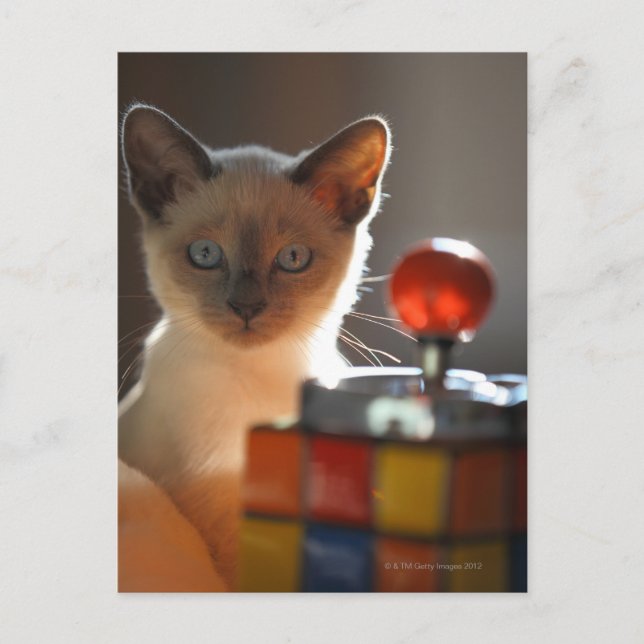 Cartão Postal Siamese kitten (Frente)
