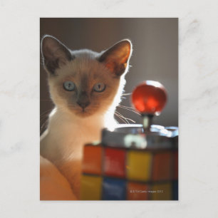 Cartão Postal Siamese kitten