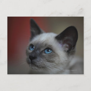 Cartão Postal Siamese kitten