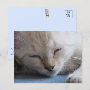 Cartão Postal Siamese Kitten Dormindo - Miss Winter