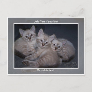 Cartão postal Siamese Kittens com Três Pontos Lynx