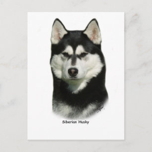 Cartão Postal Siberian Husky