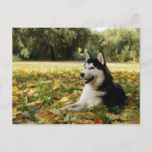 Cartão Postal Siberian Husky