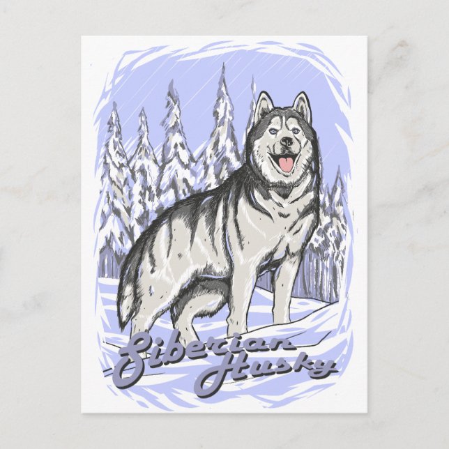 Cartão Postal Siberian Husky (Frente)