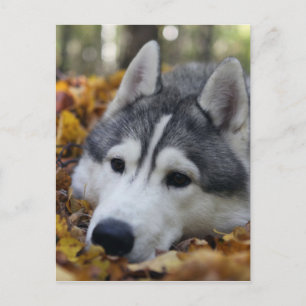 Cartão Postal Siberian Husky