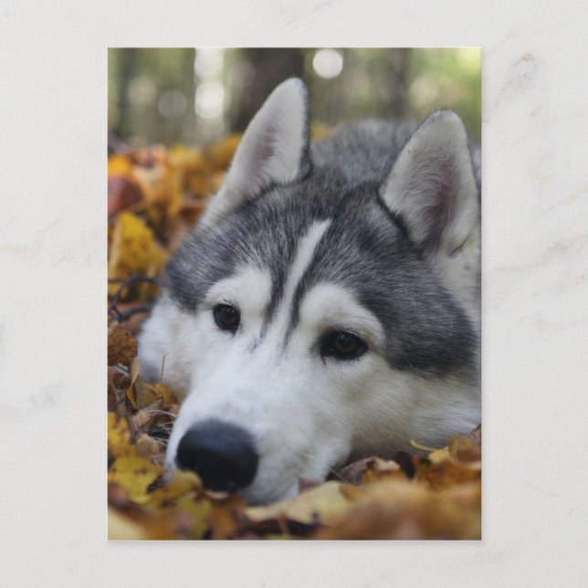 Cartão Postal Siberian Husky (Frente)