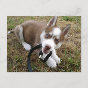 Cartão Postal Siberian Husky (1)
