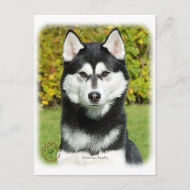 Cartão Postal Siberian Husky 9P046D-49 (Frente)