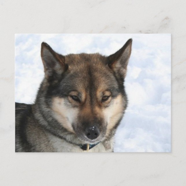 Cartão Postal Siberian_Husky_agouti (Frente)