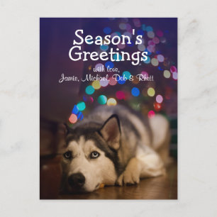 Cartão Postal Siberian Husky jogando seu brinquedo favorito