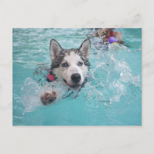 Cartão Postal Siberian Husky Nadando na Piscina