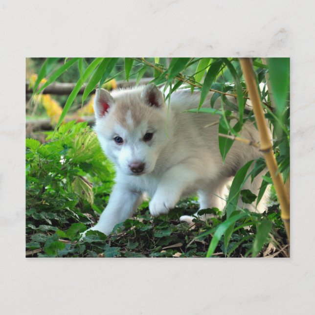 Cartão Postal Siberian Husky Puppy (Frente)