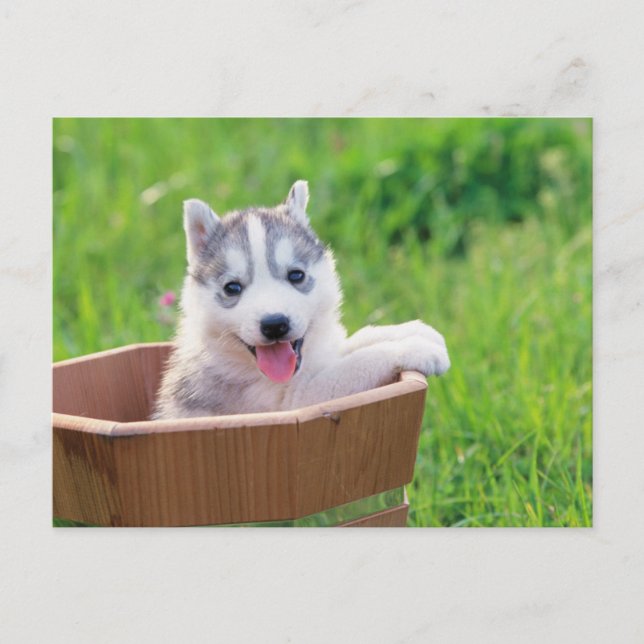 Cartão Postal Siberian Husky Puppy num Pote (Frente)