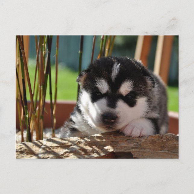 Cartão Postal Siberian Husky Puppy with Bamboo (Frente)