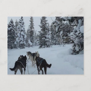 Cartão postal Siberian Husky Safari