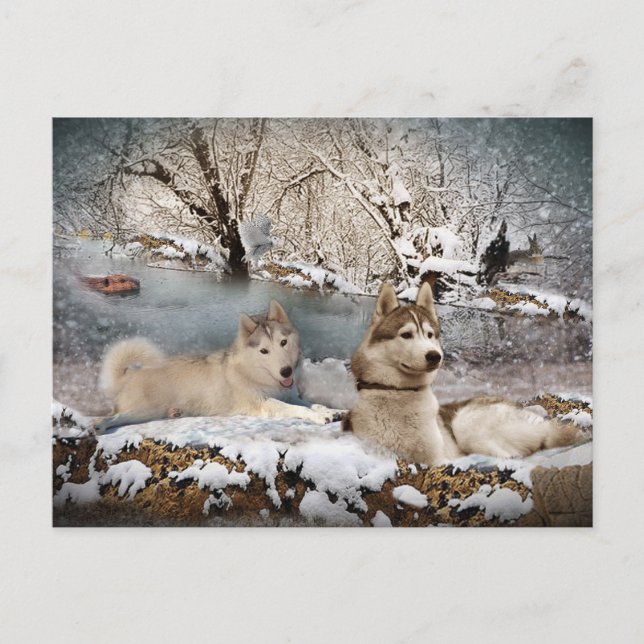 Cartão Postal Siberian Husky Winter Wonderland (Frente)