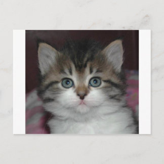 Cartão Postal Siberian Tabby/White Kitten