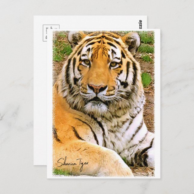 Cartão Postal Siberian Tiger ポストカード (Frente/Verso)