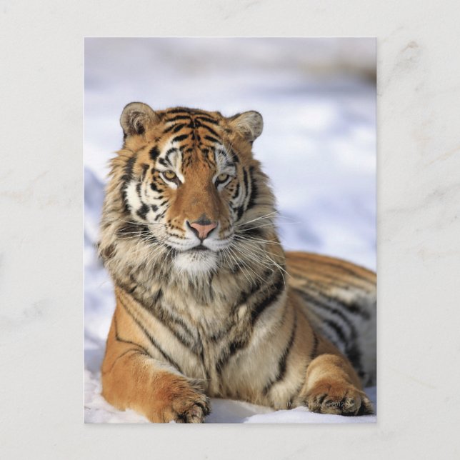 Cartão Postal Siberian Tiger, Panthera tigris altaica, Ásia (Frente)