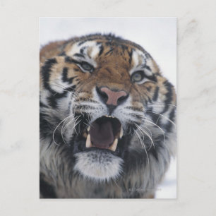 Cartão Postal Siberian Tiger Snarling