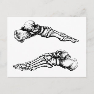 Cartão Postal Side view of bones of the feet