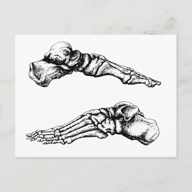 Cartão Postal Side view of bones of the feet (Frente)