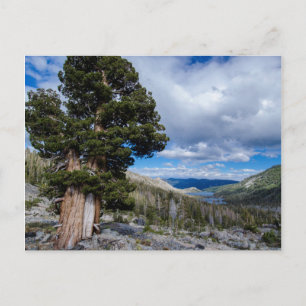 Cartão Postal Sierra Juniper e Árvores Sempre Verdes 2