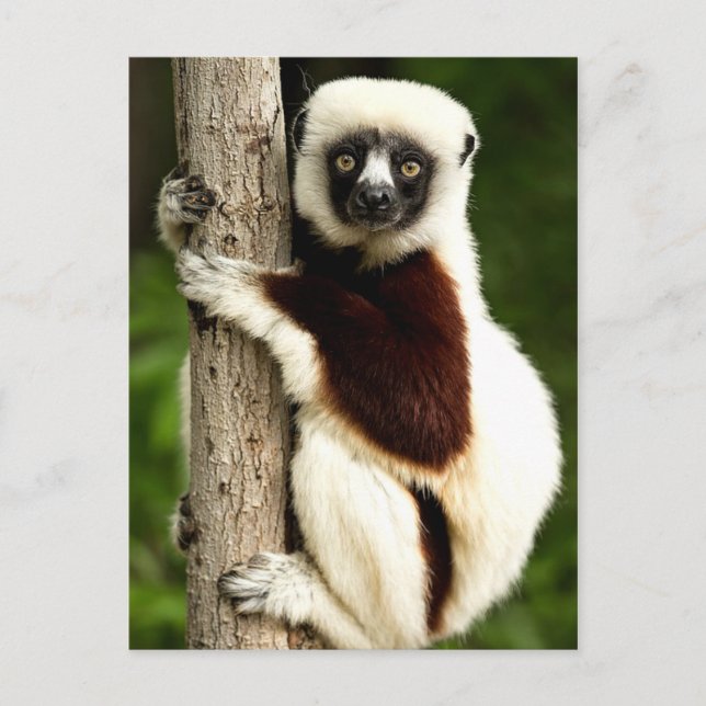 Cartão Postal Sifaka Lemur na Floresta de Madagáscar (Frente)